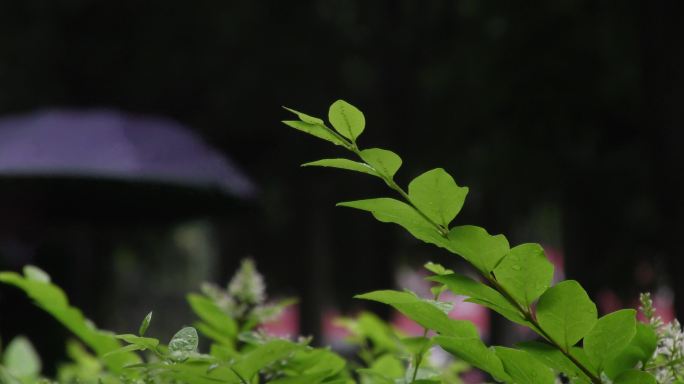 小雨沙沙雨后雨中小景雨后小区雨中的植物