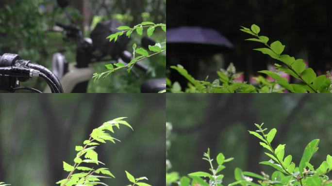 小雨沙沙雨后雨中小景雨后小区雨中的植物