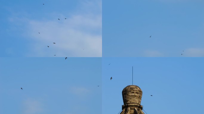 北京雨燕 燕子 天空鸟