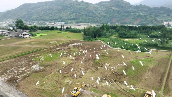 现代农业园区水稻田航拍田园生态白鹭飞翔