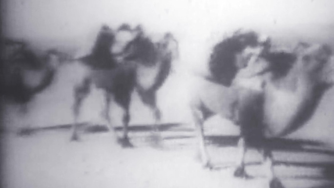 60年代沙漠骆驼运输队