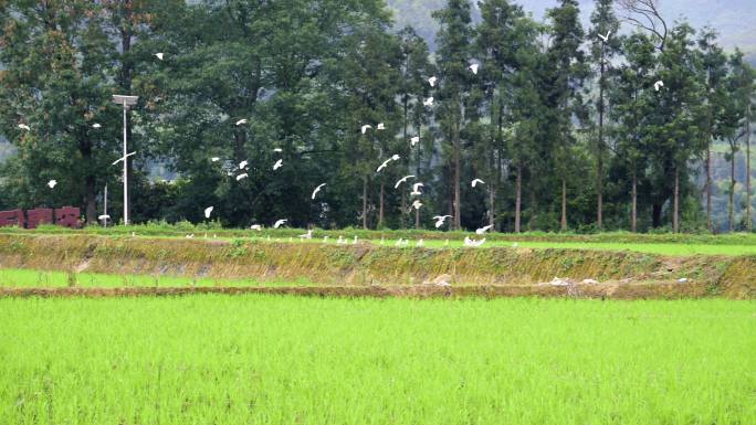 农业专题片视频素材稻田白鹭飞翔大春种植