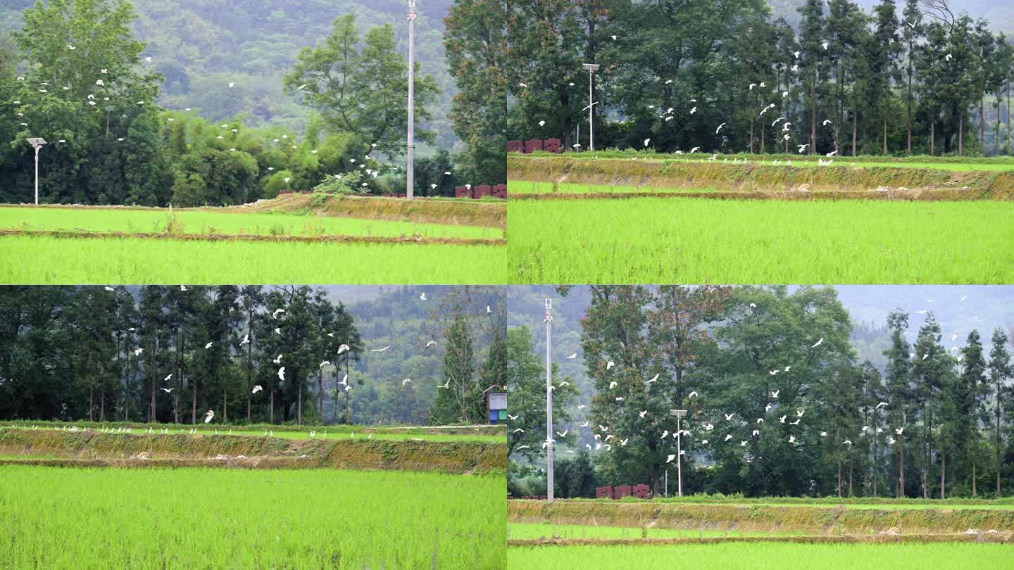 农业专题片视频素材稻田白鹭飞翔大春种植