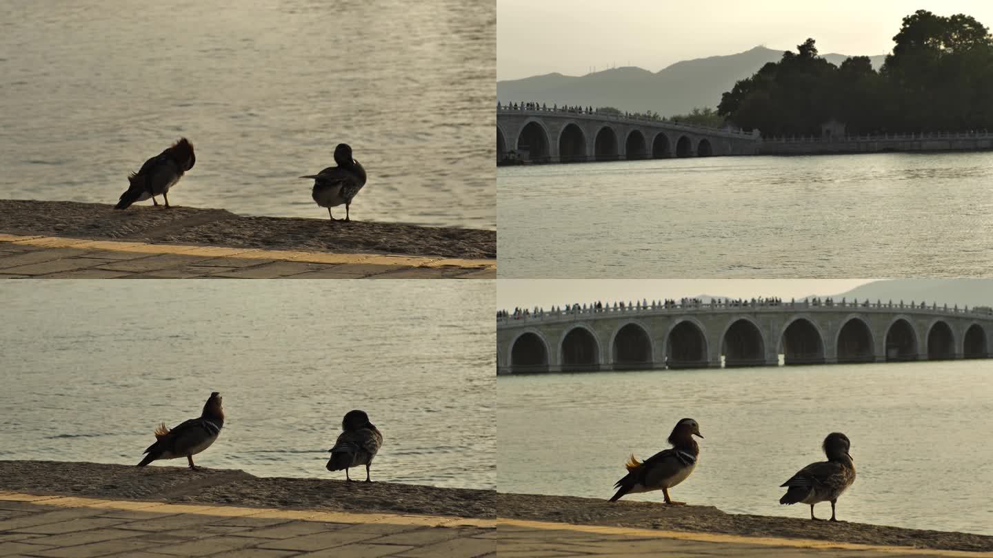 河边鸳鸯