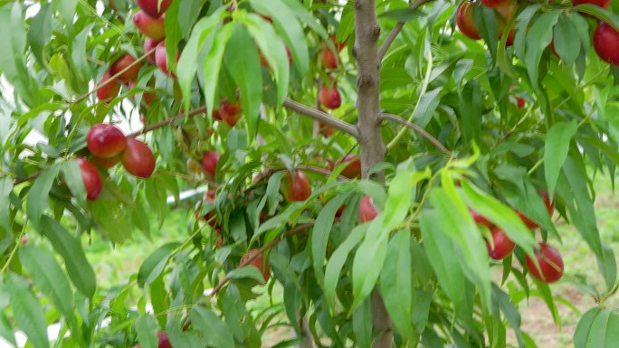 农业种植 油桃果园