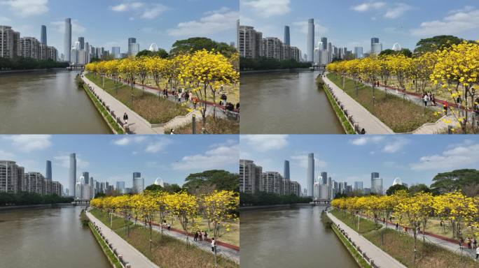 中国广东省广州市海珠区磨碟沙黄花风铃