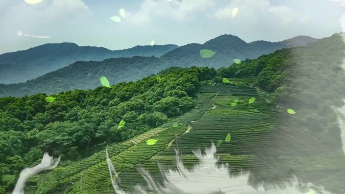 茶山情歌-舞台背景