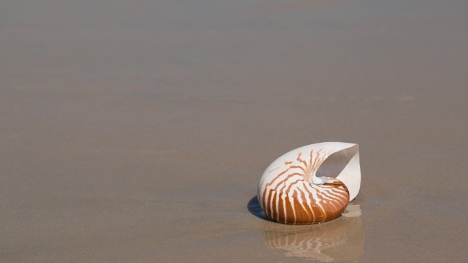 海滩鹦鹉螺