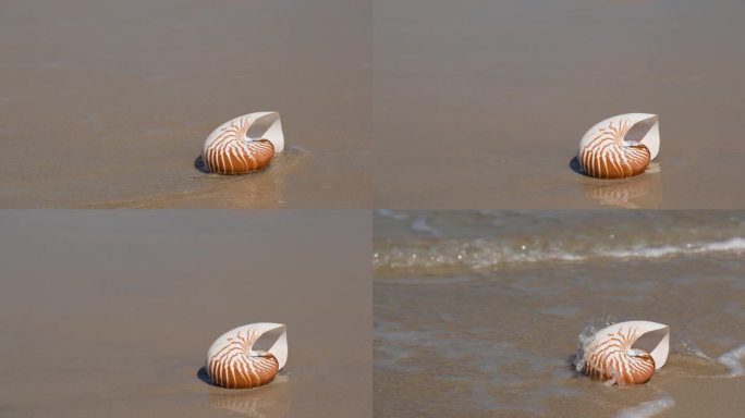 海滩鹦鹉螺
