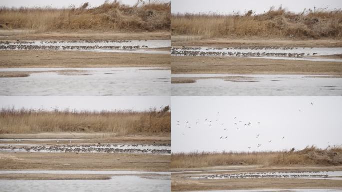 山东东营黄河口湿地群鸟飞翔觅食场景