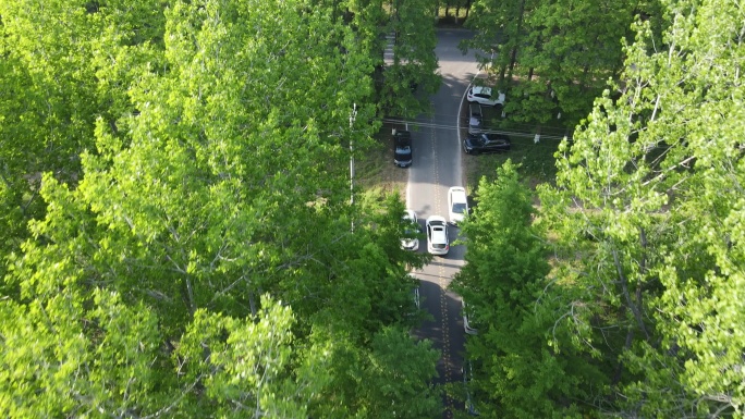 无人机俯拍一辆白色的车通过树林跟拍