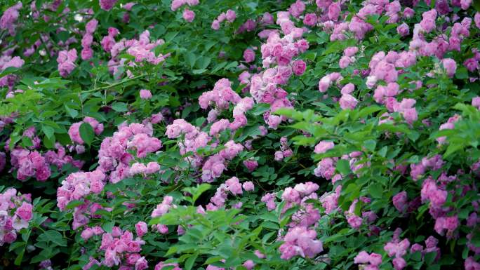 花团锦簇-一树盛开的粉色蔷薇