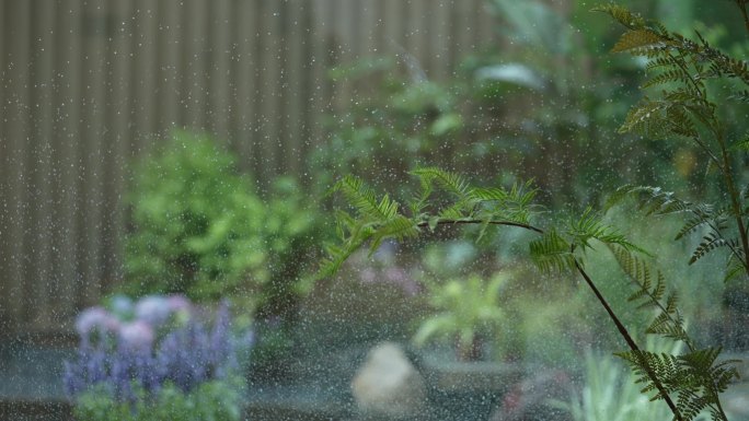雨天绿植窗景升格素材