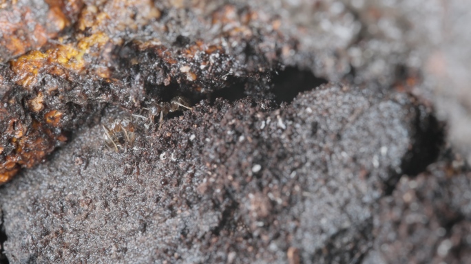 雨后森林树洞中的蚂蚁特写