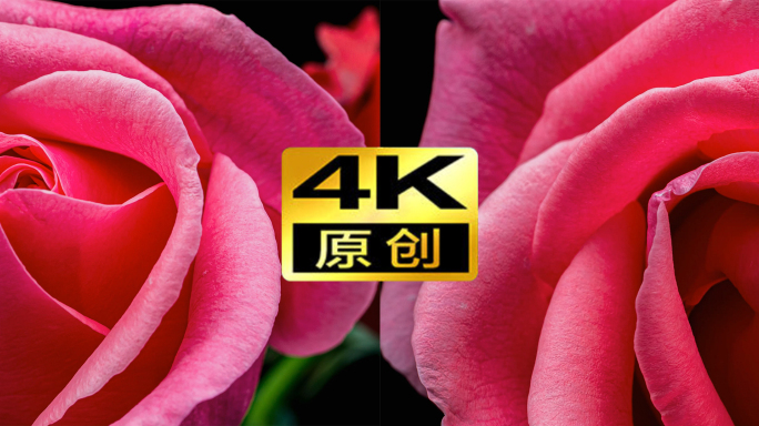 4k粉红色玫瑰花开延时