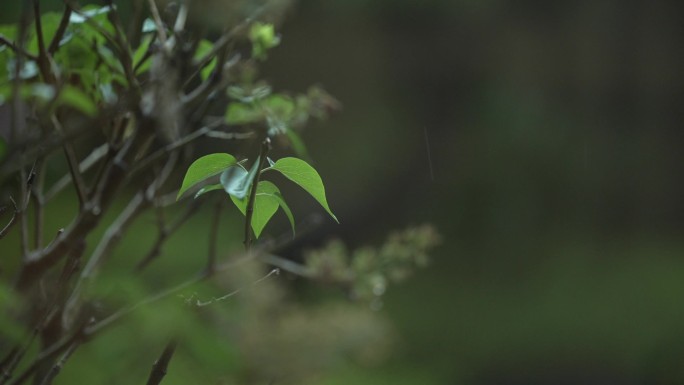 雨滴掉落升格素材