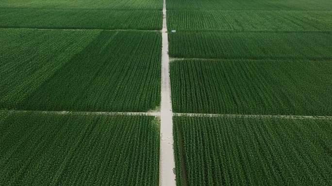 航拍翠绿的万亩粮田玉米苞谷稻田农业农田