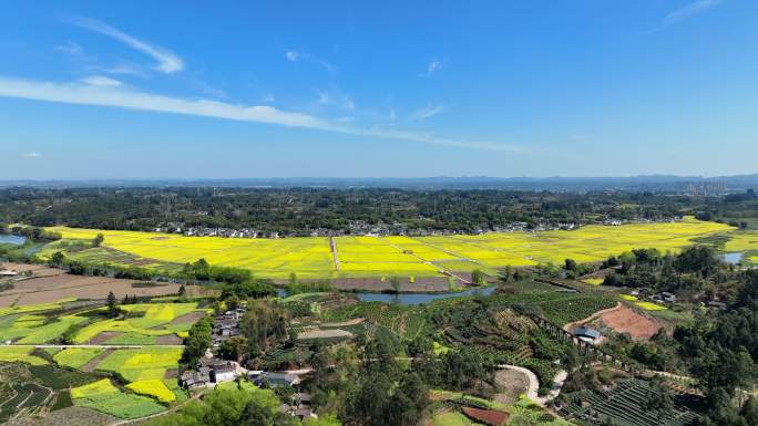 青神县光辉村油菜花4K航拍