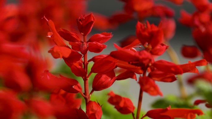 一串红观赏花卉