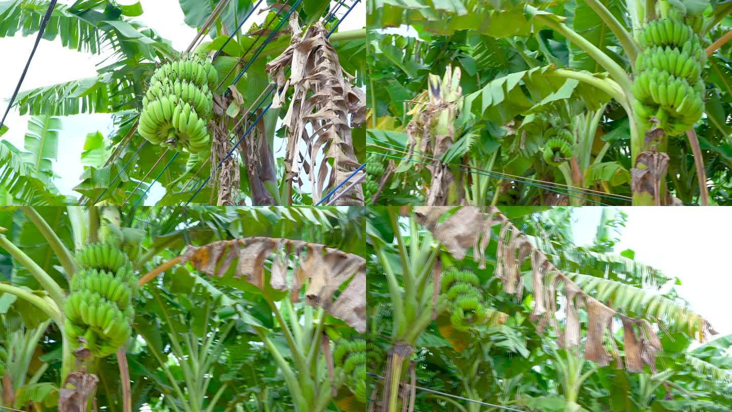 田园-香蕉树