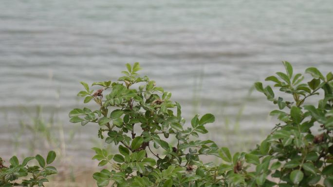 空镜头 风 绿植 湖面