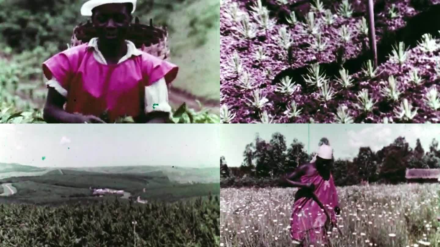60年代坦桑尼亚农业生产