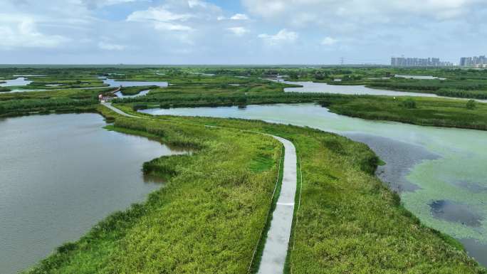 杭州湾湿地公园航拍绿草风浪4K超清素材