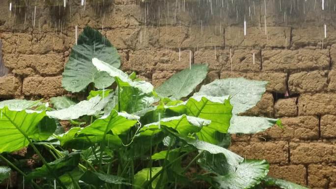 暴雨如注老屋滴水泥墙雨滴乡村 亚热带植物