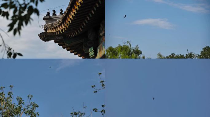 北京雨燕 燕子 天空鸟
