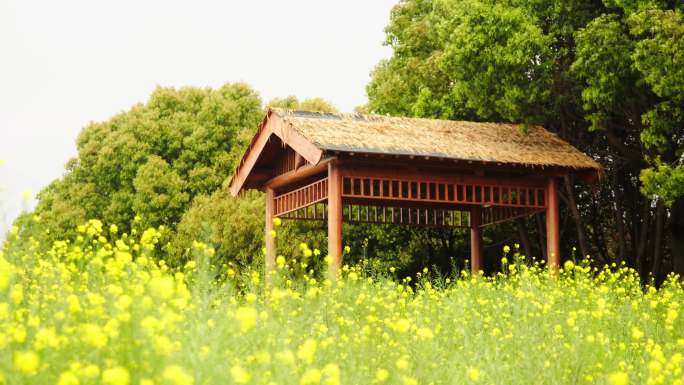 湿地公园里的油菜花田