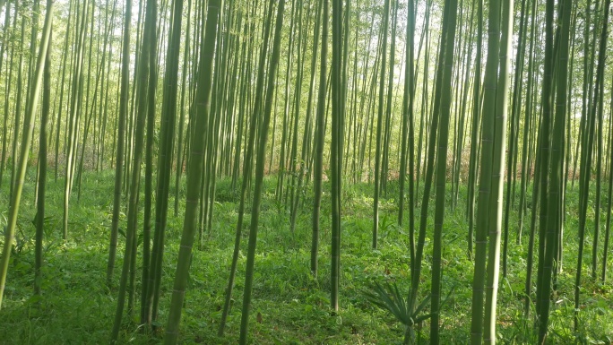 微风拂过的竹林