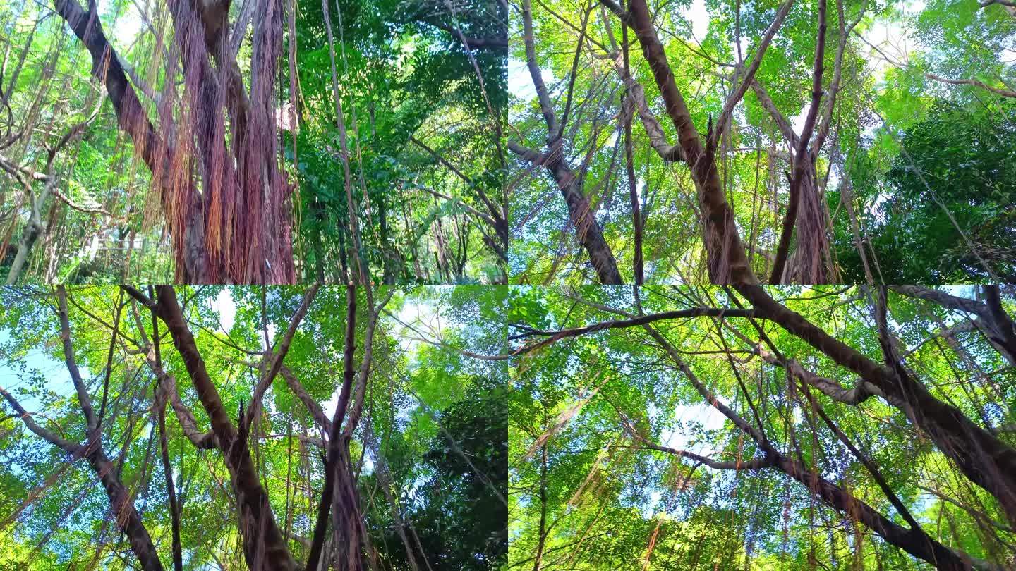 森林大树