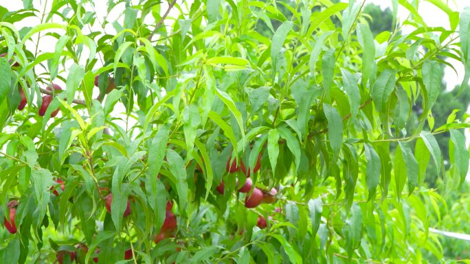 农产品 油桃 果树