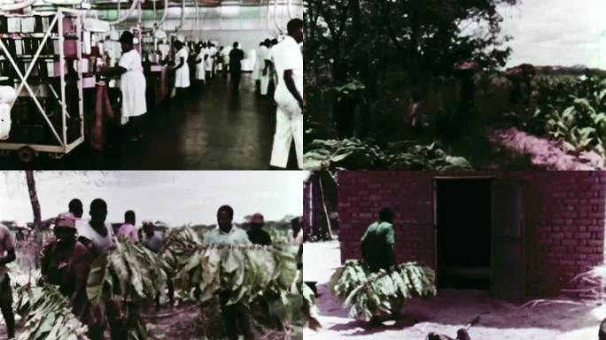 60年代坦桑尼亚烟草种植生产香烟