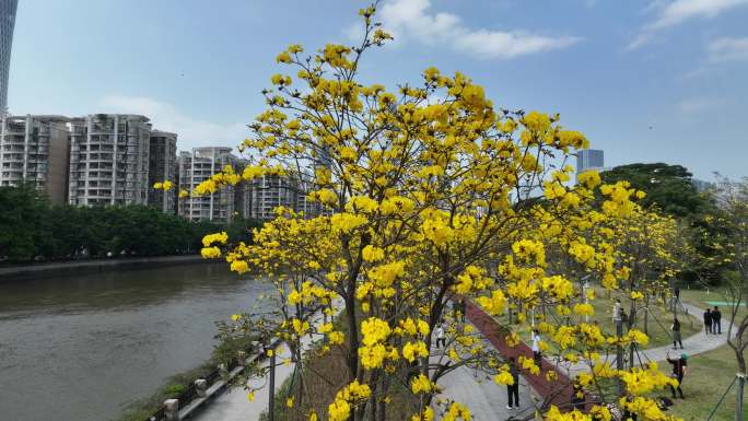 中国广东省广州市海珠区磨碟沙黄花风铃