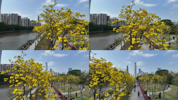 中国广东省广州市海珠区磨碟沙黄花风铃