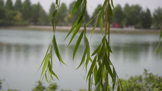 空镜头 风 绿植