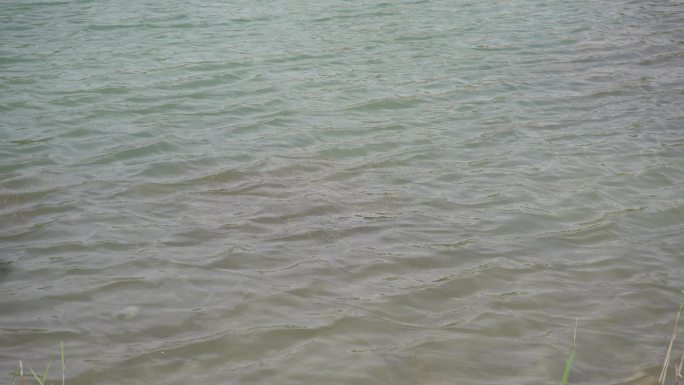 空镜头 风 绿植 湖面