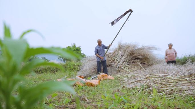 老人农村传统收油菜籽