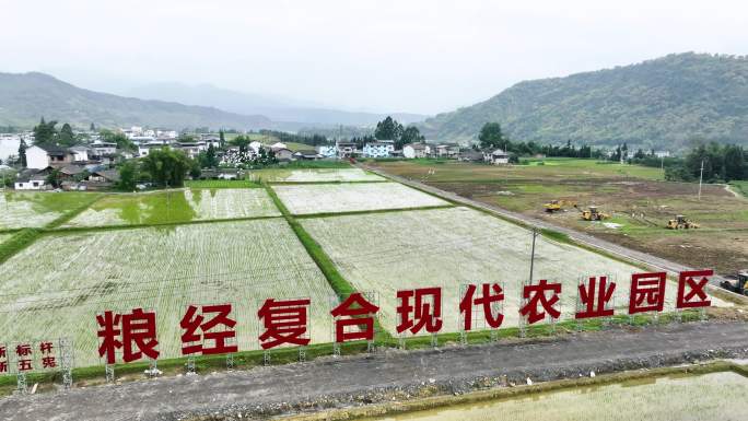 现代农业园区水稻田航拍田园生态白鹭飞翔