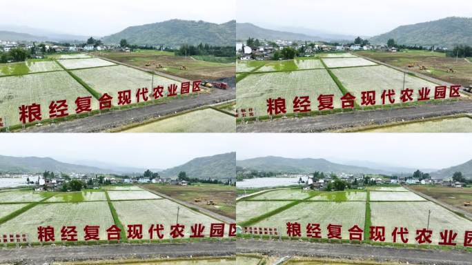 现代农业园区水稻田航拍田园生态白鹭飞翔
