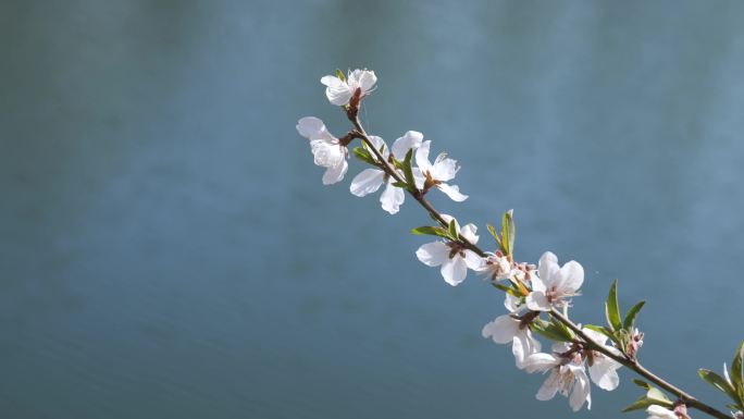 漫山桃花开