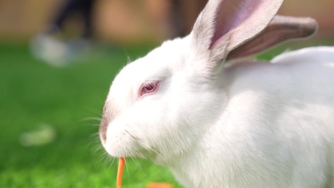 兔年素材之萌兔喂食视频