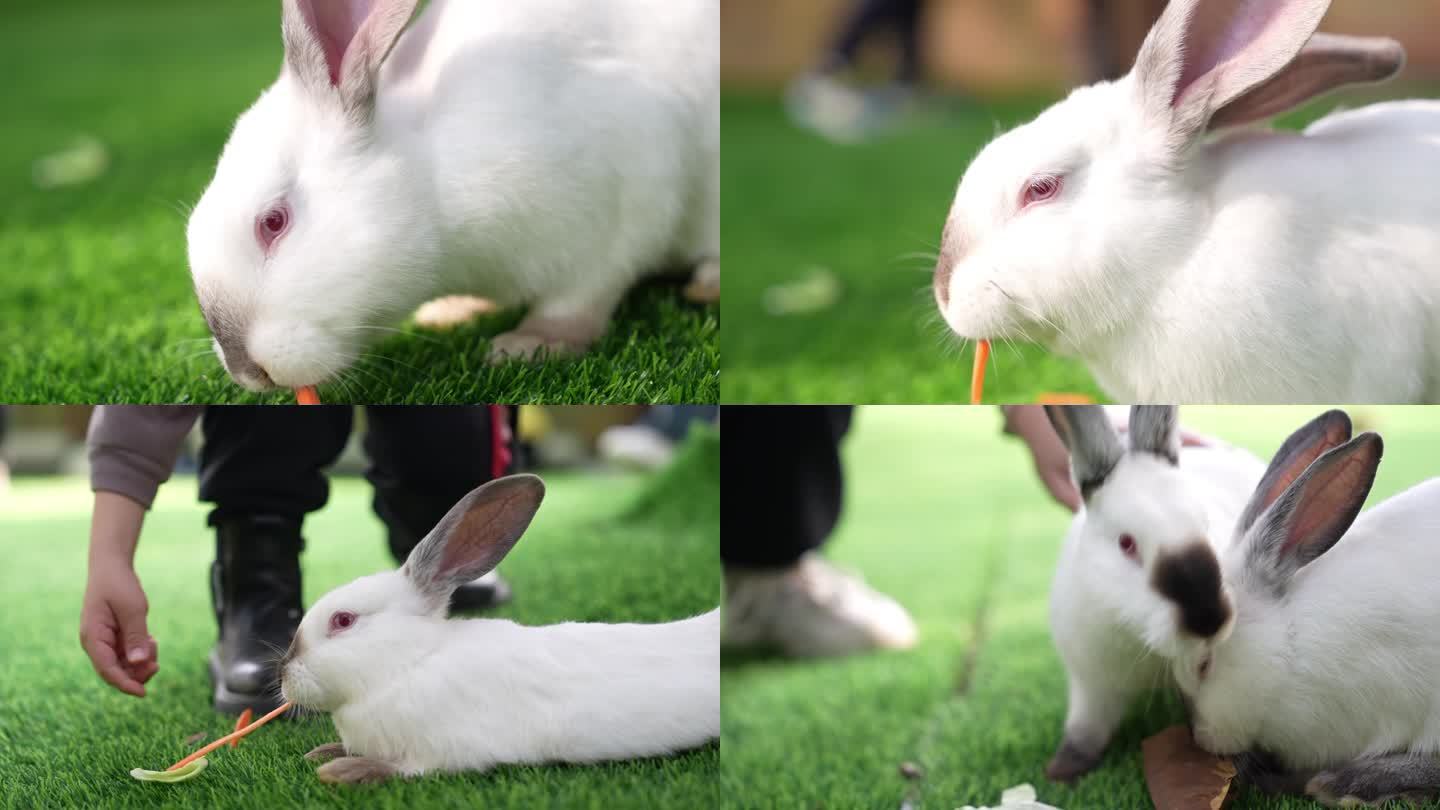 兔年素材之萌兔喂食视频