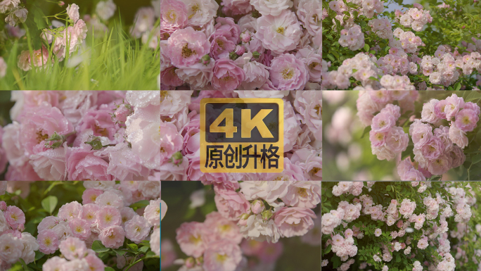 4k升格高质量原创带露珠的蔷薇花及花瓣雨