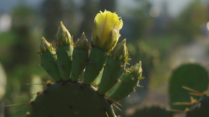 仙人掌仙人桃种植仙人掌仙人掌开花素材果实