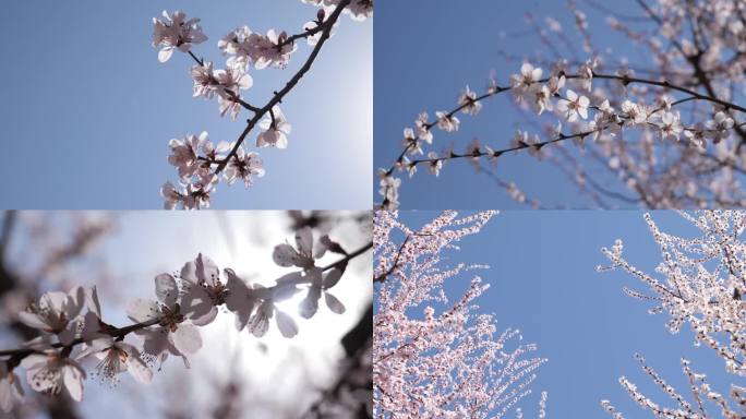 漫山桃花开