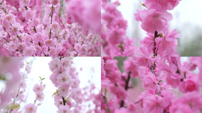 漫山桃花开