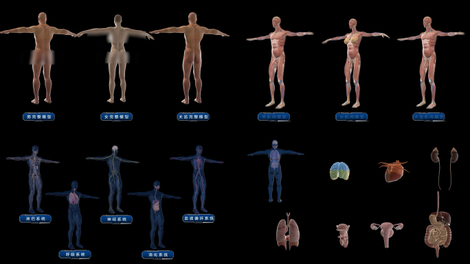 E3D医学人体器官模型集合