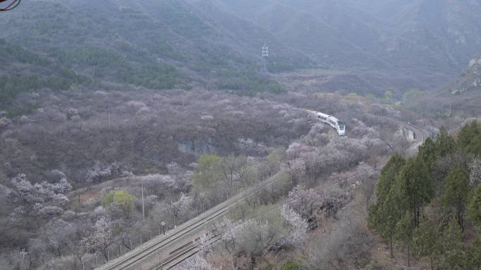 漫山桃花开